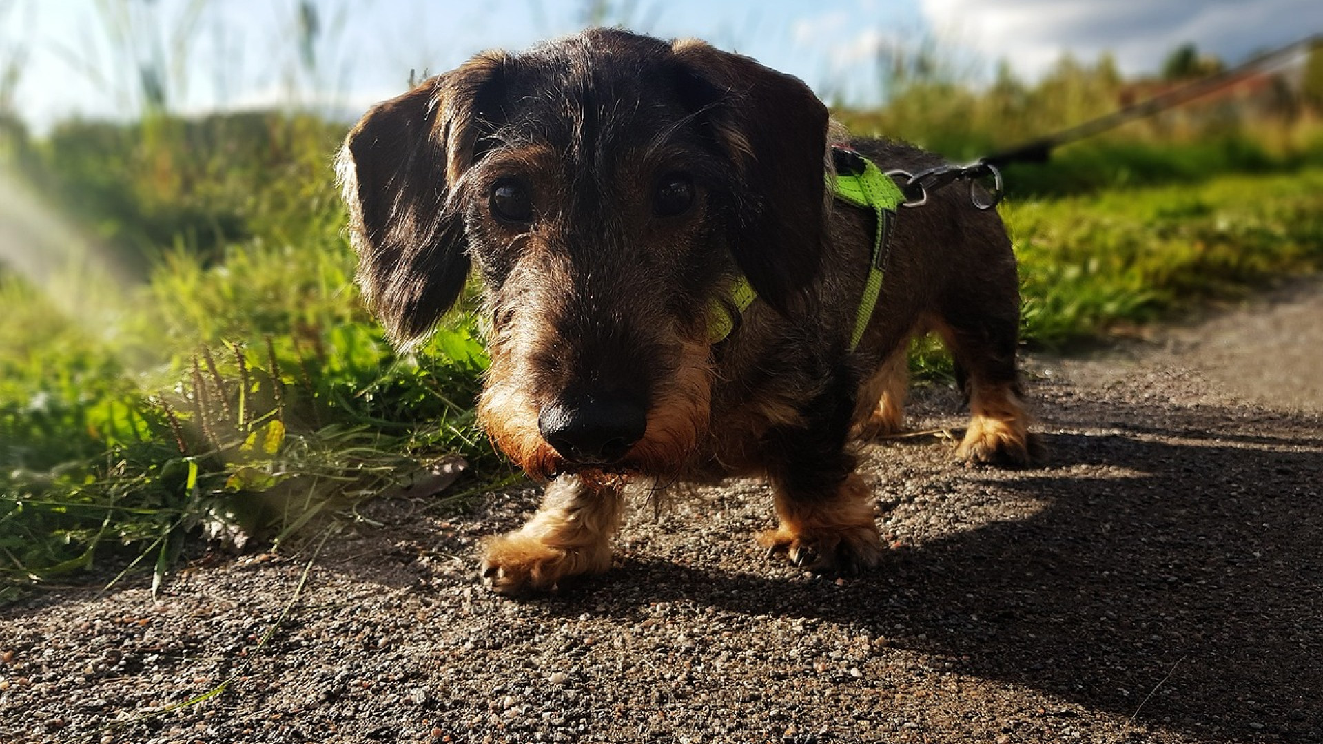 Harnais chien : comment bien le choisir pour éviter les blessures ?