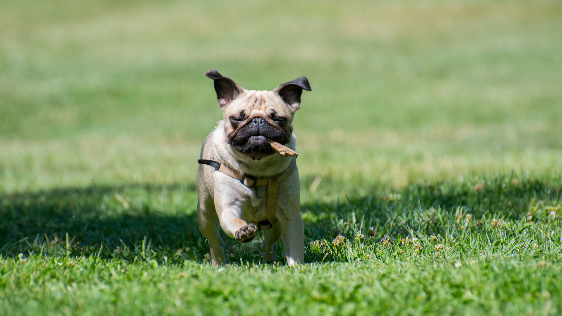 Assurance chien : protégez votre fidèle compagnon !