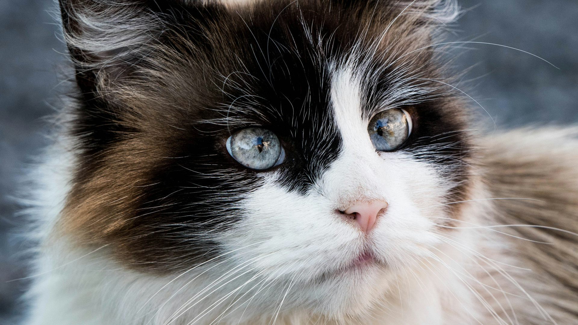 La passion des Français pour les animaux domestiques