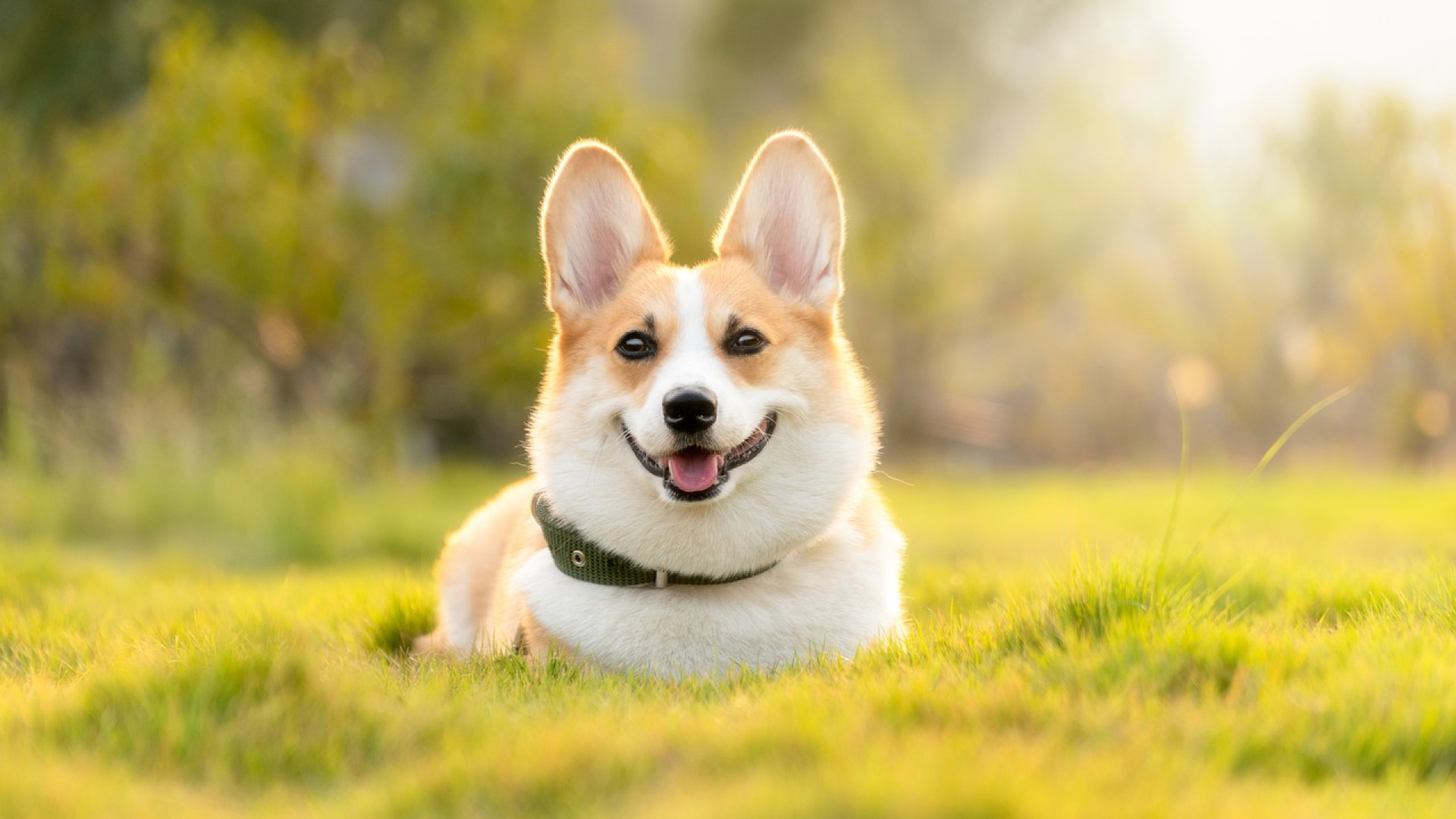 Comment choisir le bon collier anti-aboiement pour chien ?