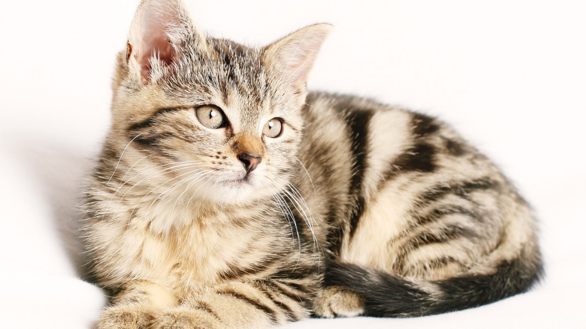 Pourquoi la stérilisation de votre chatte est-elle essentielle pour sa santé et son bien-être ?