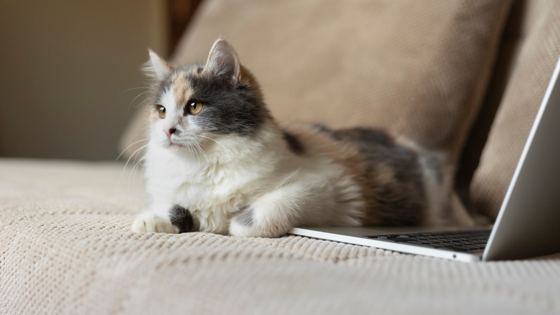 Pourquoi souscrire une assurance pour votre chat ?