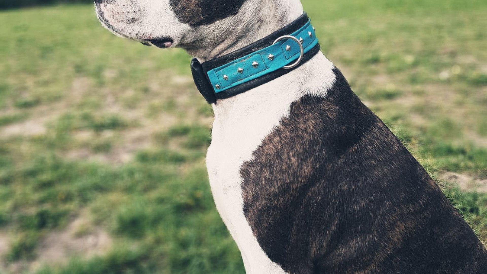 Pourquoi investir dans un collier gps pour animaux ?