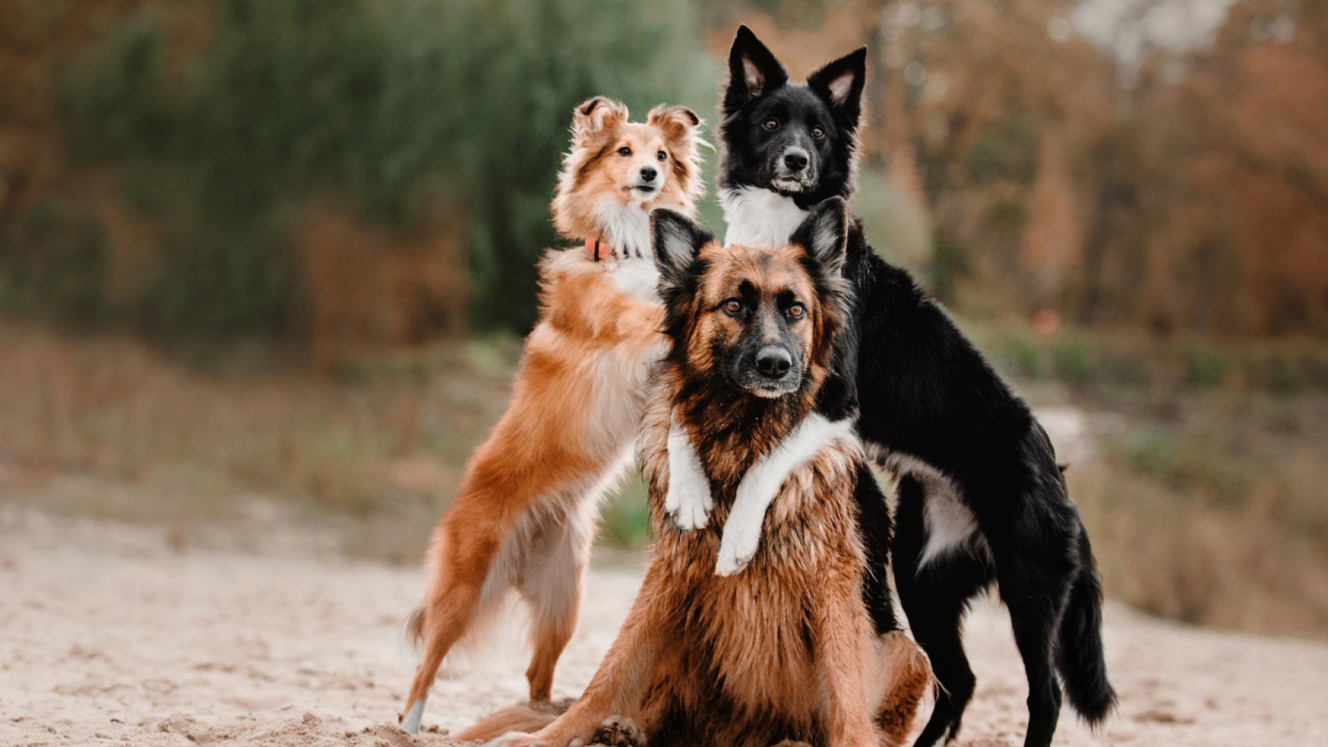 Pourquoi souscrire une assurance chien offre une réelle tranquillité d'esprit ?
