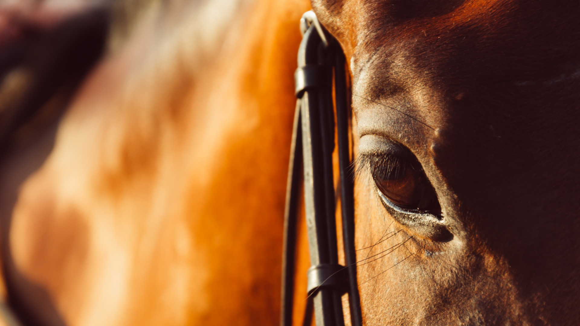 Les bienfaits de l'huile de cade pour la santé de votre cheval : un traitement à la fois réparateur et préventif