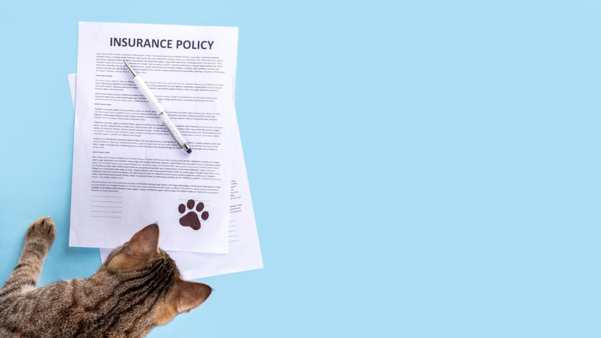 Faut-il assurer son animal ? Comprendre les règles obligatoires en France !