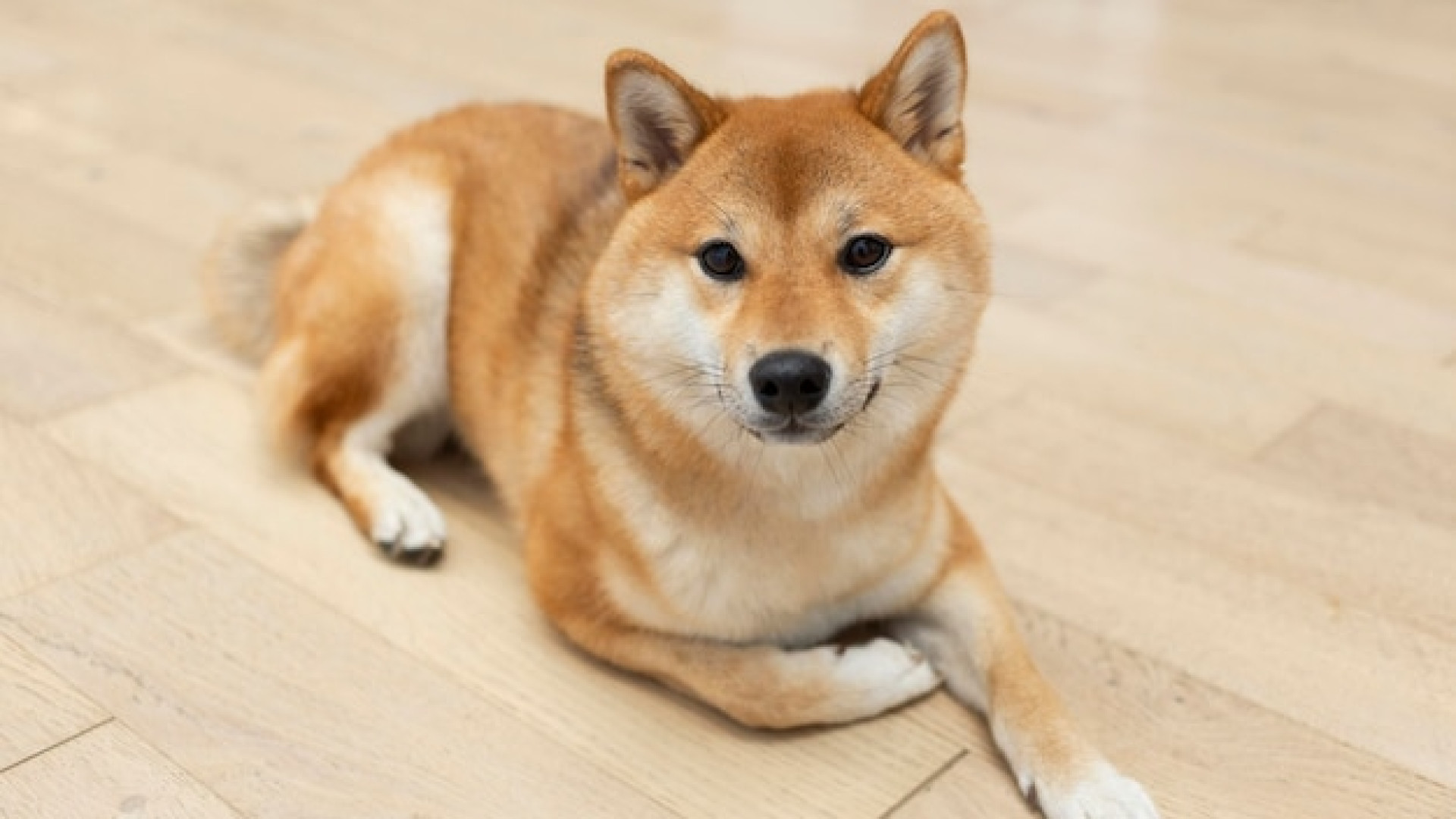 Soins spécialisés pour chien : pourquoi souscrire une bonne assurance santé ?