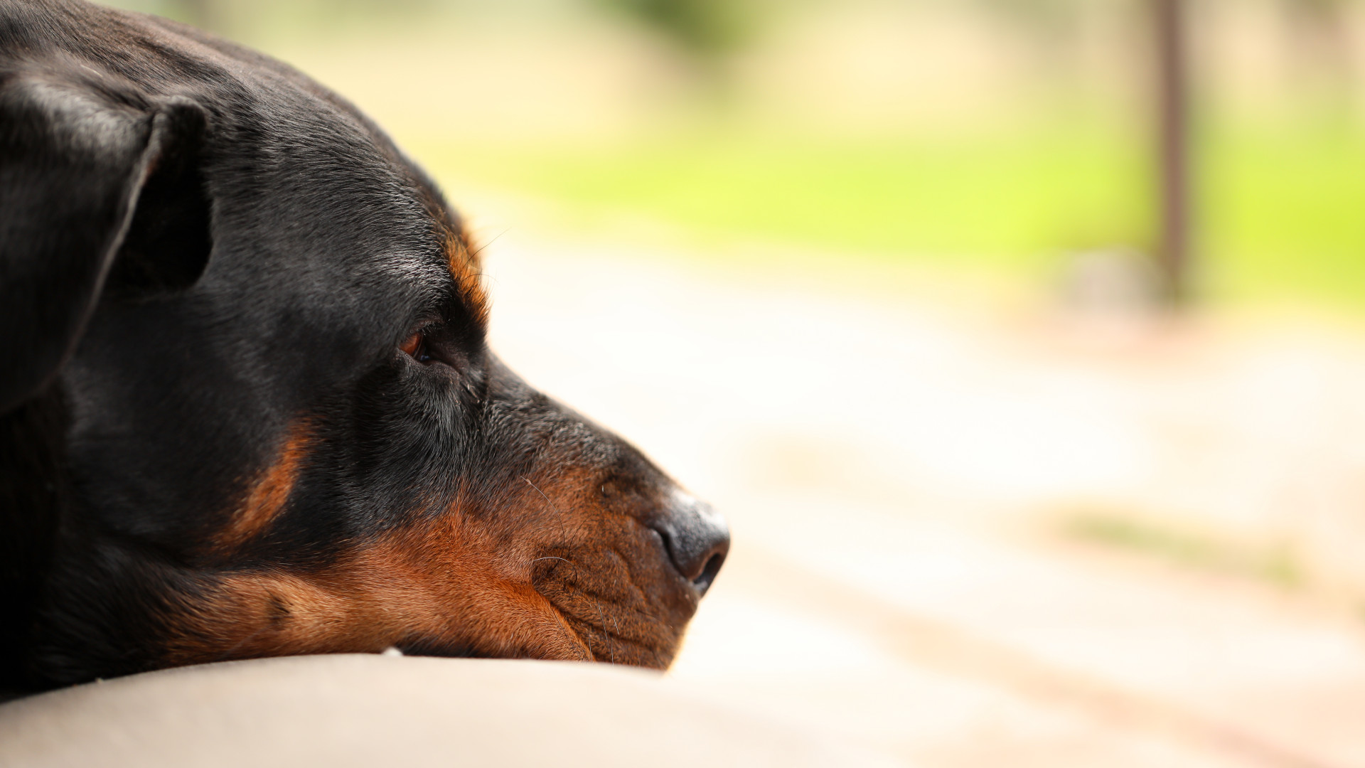 Assurance spécifique pour un rottweiler : comprendre les obligations et les garanties