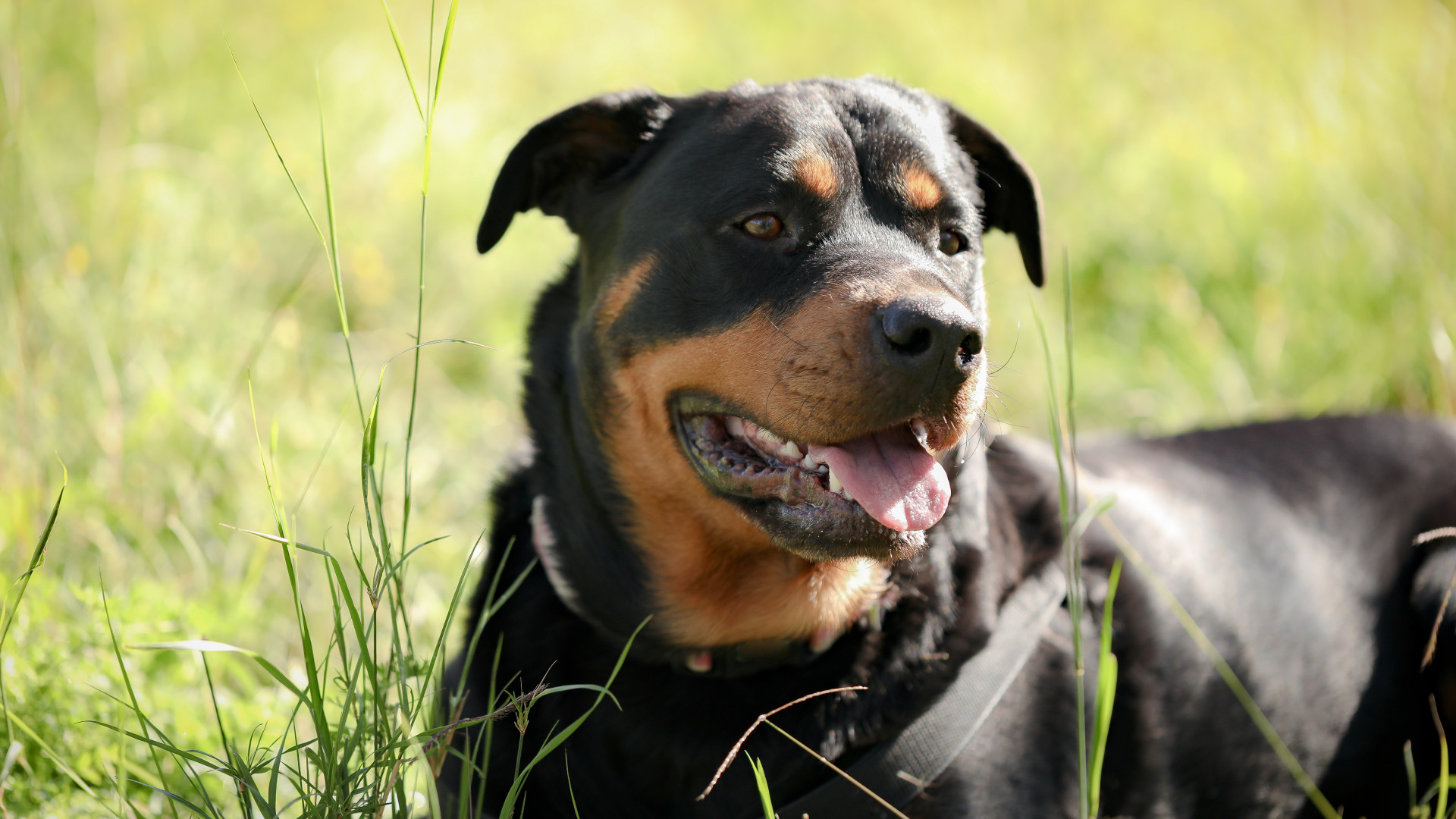 Rottweiler et assurance : comprendre les enjeux et obligations pour protéger son chien